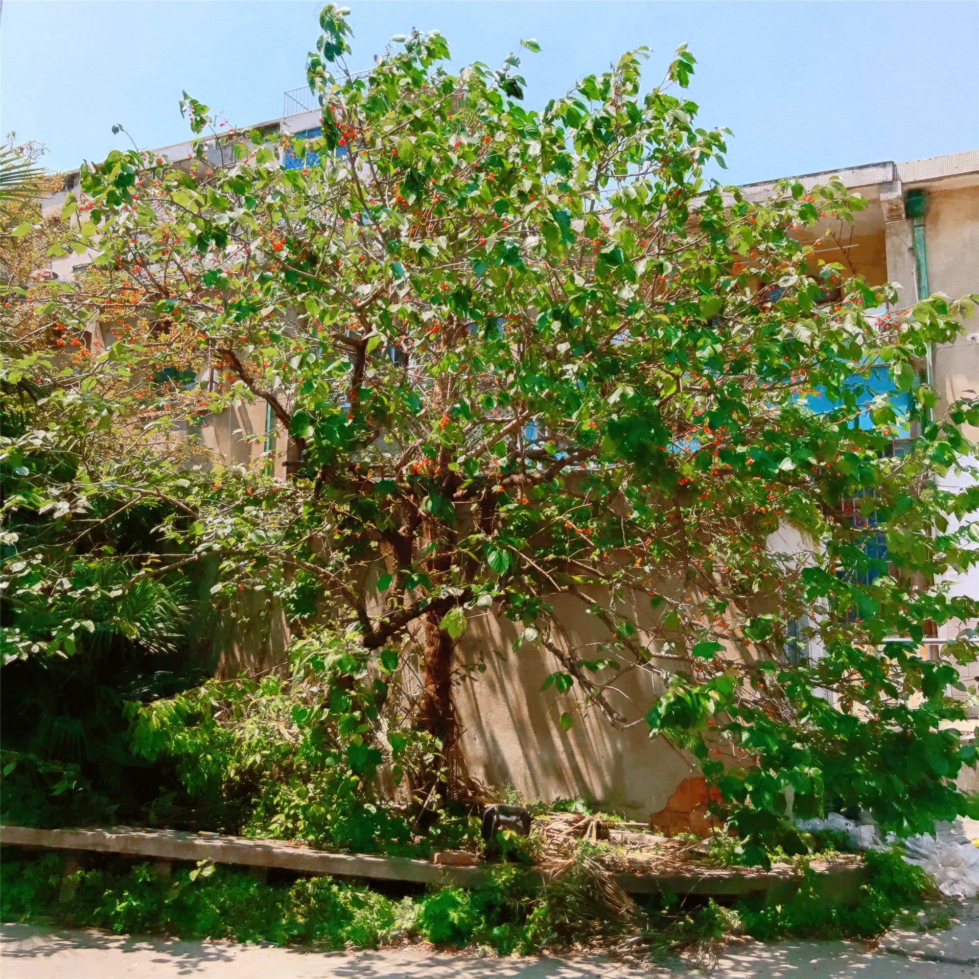 花開不只在春天，正是櫻桃成熟時